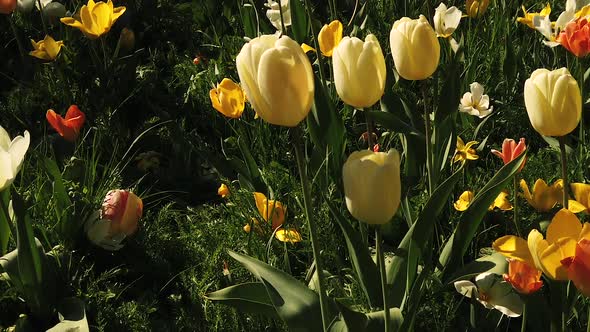 Tulips during easter on a field