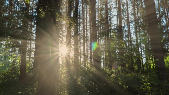 Green Forest. Pine Trees Fairy Forest. Trees Pattern. Camera Movement Inside the Forest. Wonderful