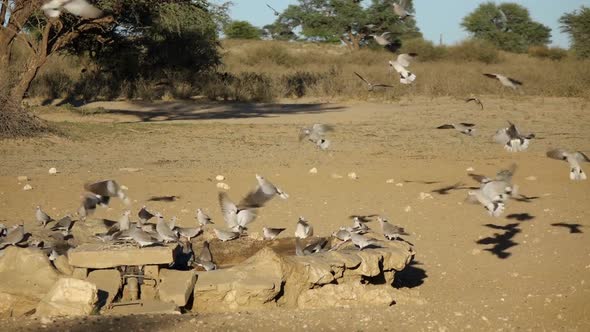 Cape Turtle Doves At A Waterhole