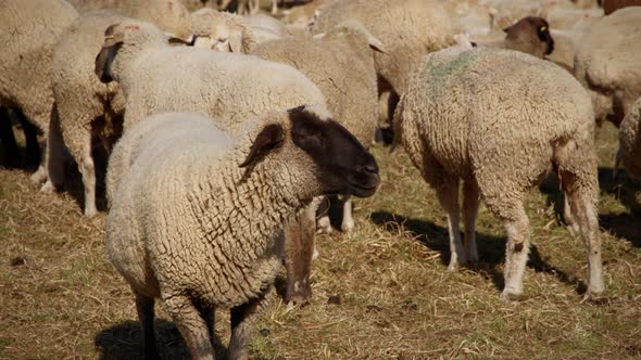 Flock of sheep standing on a narrow pasture. White sheep with black head chews the dry grass. Around