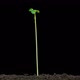Radish young growth time lapse with alpha channel - VideoHive Item for Sale