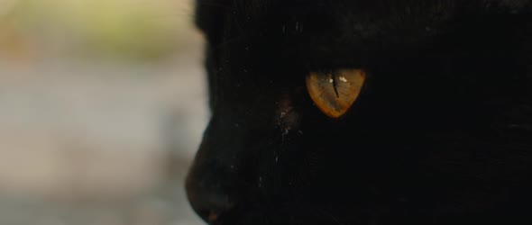 Black yellow-eyed cat looking away, eyes close up, slow motion