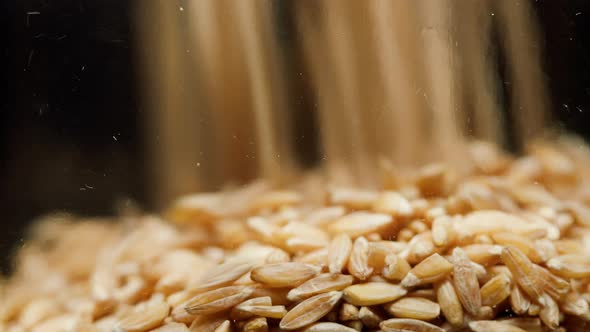 Closeup of Falling Down Barley Into Glass Jar on Black Background
