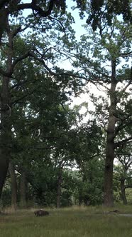 Aerial View of Green Forest in Summer