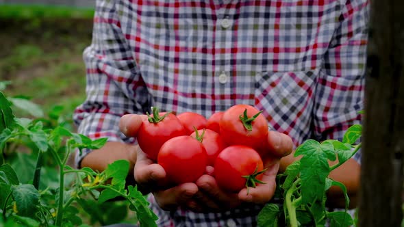 Man Farmer is Harvesting Tomatoes in the Garden