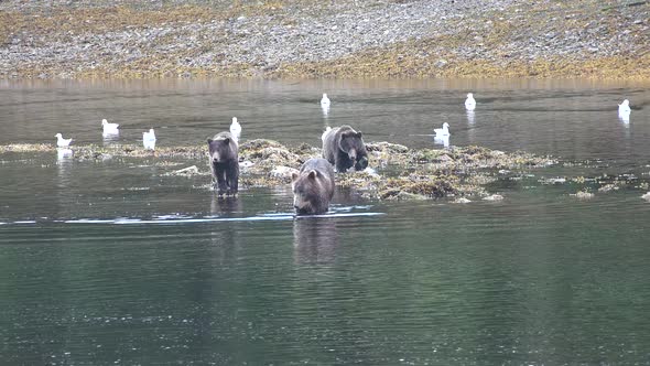 Wildlife of Alaska. Bears come to a mountain river and catch fish in it.