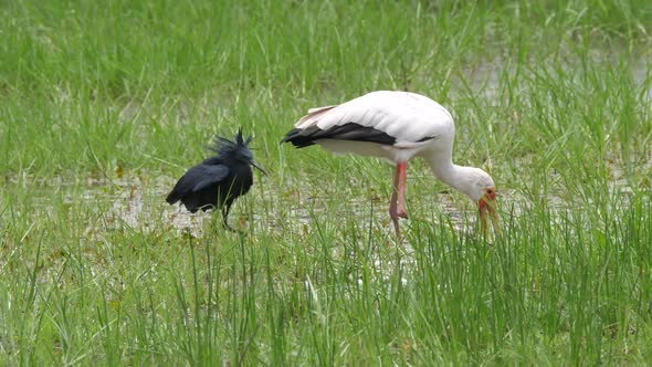 Yellow-billed stork and a black heron hunting for fish