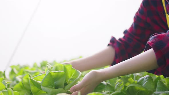 Hydroponics farm organic fresh harvested vegetables concept