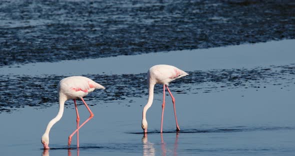 Rosy Flamingo colony in Walvis Bay Namibia