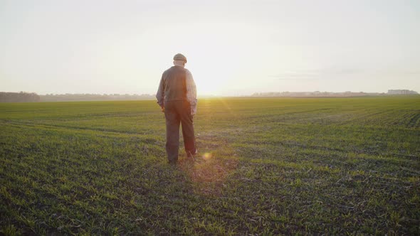 Senior Farmer Walks on Evening Field with Corn Stalks in Hands