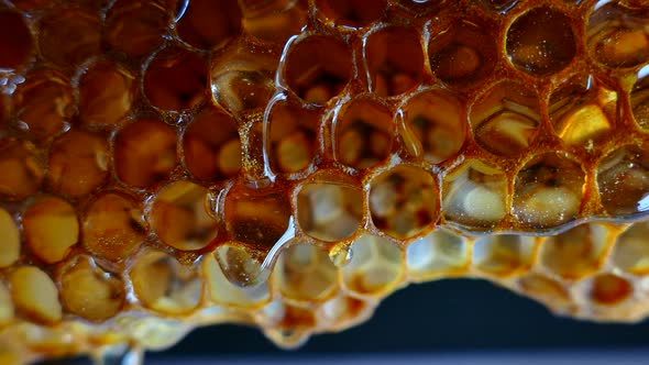 Honey Flows From the Honeycomb