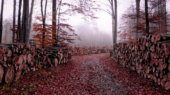 Cut trees in autumn forest. Deforestation in Poland