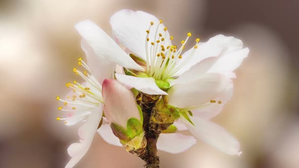 Apricot Blossom Timelapse