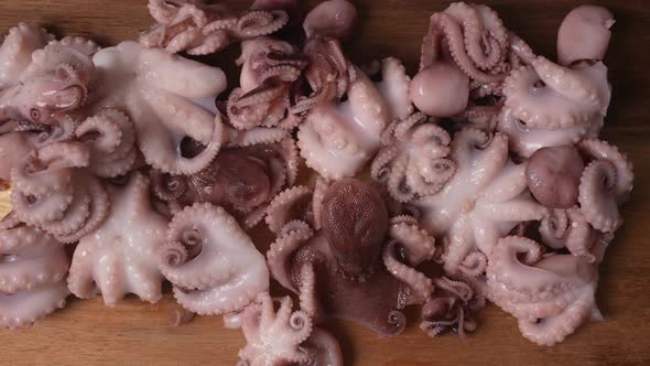 Fresh Baby Octopuses 36