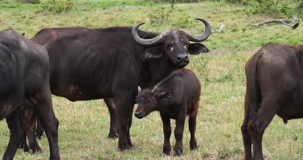 African Buffalo, syncerus caffer, Adult with Yellow Billed Oxpecker, buphagus africanus