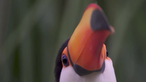 Close up of a colorful toco toucan looking peacefully at camera in nature. Detailed beak and blue ey