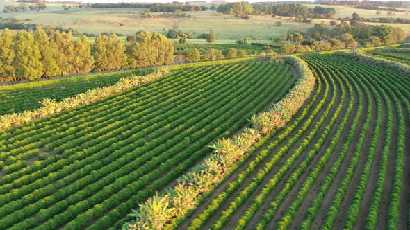 Sunset rural landscape aerial view. Nature scenery