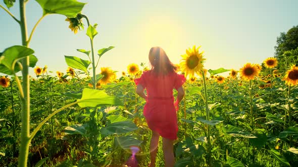 Woman in a Red Dress Runs on a Field of Sunflowers
