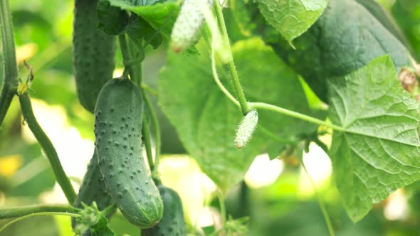 Close Up of Organic Cucumbers Growing in Greenhouse