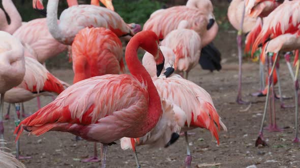 Group of Chilean Flamingos (Phoenicopterus chilensis)