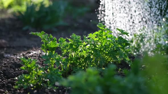 Watering From a Garden Watering Can Bushes of Parsley at Garden Bed