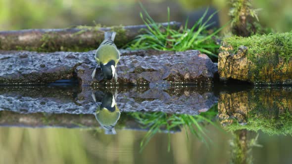 Eurasian Blue Tit, drinks near a body of water.