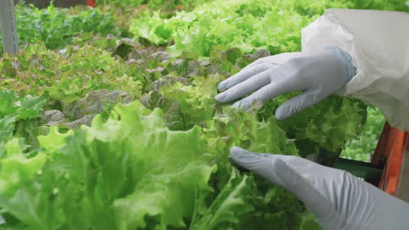Greenhouse Worker Hands Inspecting Lettuce Seedlings