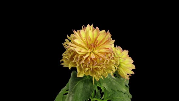 Time-lapse of dying pink yellow dahlia flower