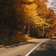 Autumn Foliage in Forest with Road - VideoHive Item for Sale