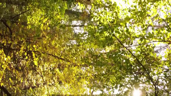 Vertical Video of a Forest Landscape on an Autumn Day in Ukraine