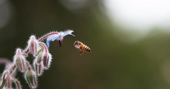 European Honey Bee, apis mellifera, Bee foraging a borage Flower, Insect in Flight, Pollination Act