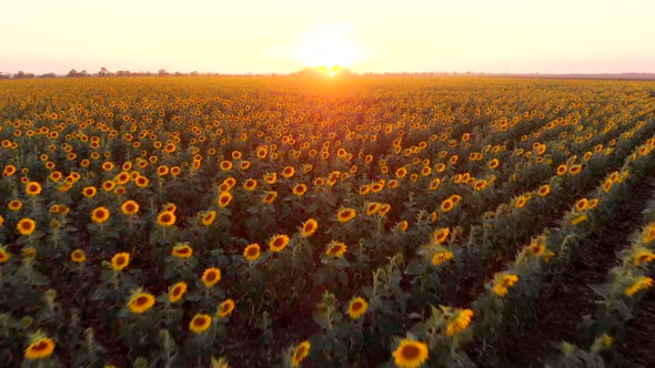 Beautiful Sunflower Field at Sunset