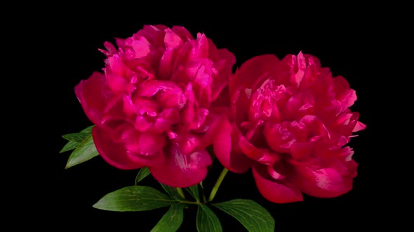 Time Lapse of Two Beautiful Red Peony Flowers Blooming