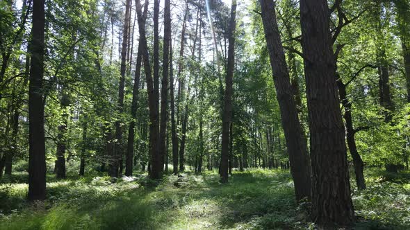 Beautiful Green Forest on a Summer Day Slow Motion