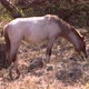 horse in dry arid grazing dry grass with wind - VideoHive Item for Sale