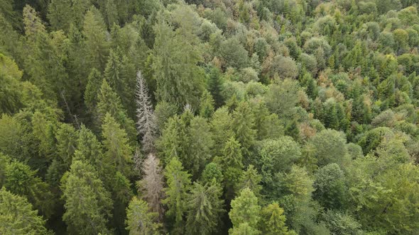 Forest in the Mountains. Aerial View of the Carpathian Mountains in Autumn. Ukraine