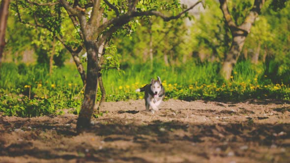 Husky Dog in Nature