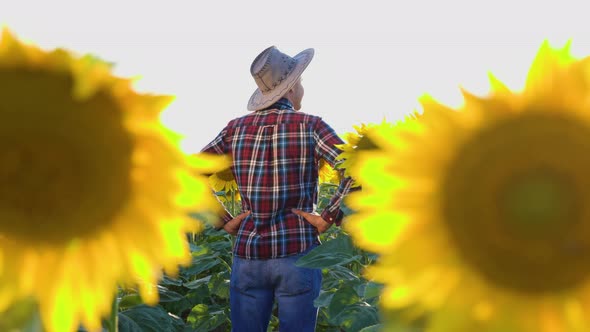 Rear View of a Young Farmer in a Hat Inspects the Sunflower Field