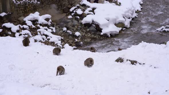 Snow monkeys at Jigokudani hotspring in nagano, Japan