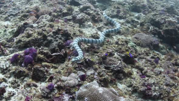 Banded Sea Snake Swimming Underwater