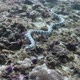 Banded Sea Snake Swimming Underwater - VideoHive Item for Sale