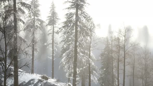 Misty Fog in Pine Forest on Mountain Slopes