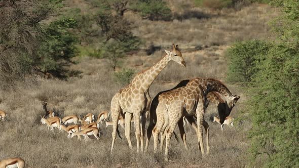 Fighting Giraffe Bulls And Springbok Antelopes 