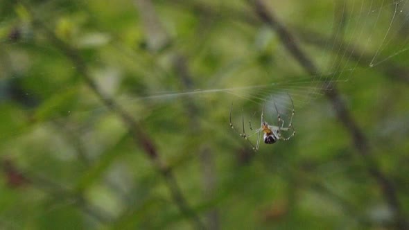 Medium Shot of a Spider Moving on Her Web