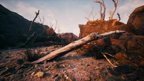 Dry Dead Tree Branches and Mountain Ridge