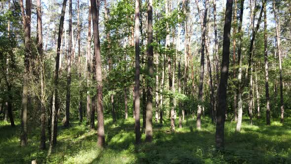 Beautiful Green Forest on a Summer Day Slow Motion