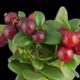 Cowberry Berries Seamless Rotation with Alpha Channel - VideoHive Item for Sale