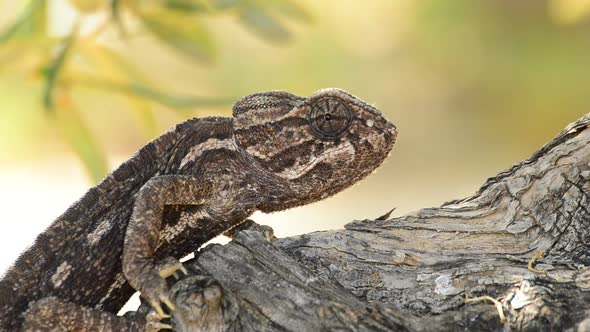 Common Chameleon Walking Slowly in a Tree