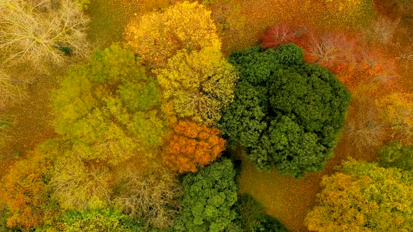 Top down view over irish forest in autumn