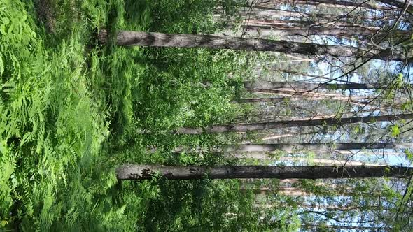 Vertical Video Aerial View Inside a Green Forest with Trees in Summer